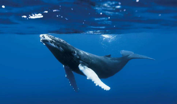 座头鲸的分布范围广泛 各大海洋中都能见到