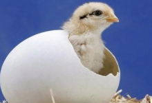 母鸡有时候会吃掉自己下的蛋 这是什么原因