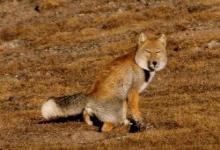 世界上最丑的狐狸藏狐是一种什么样的动物呢