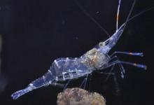 幽灵虾是海洋里一种透明虾类 是不可多得的美食
