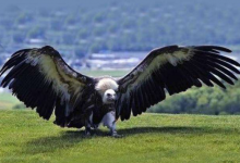 鸟类天空霸主是谁呢?世界上最大的鹰