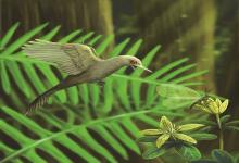有史以来最小恐龙 恐龙中的一支演化成鸟类