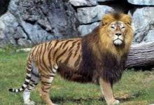 狮虎兽vs虎狮兽哪个更厉害?令人惊叹的杂交动物